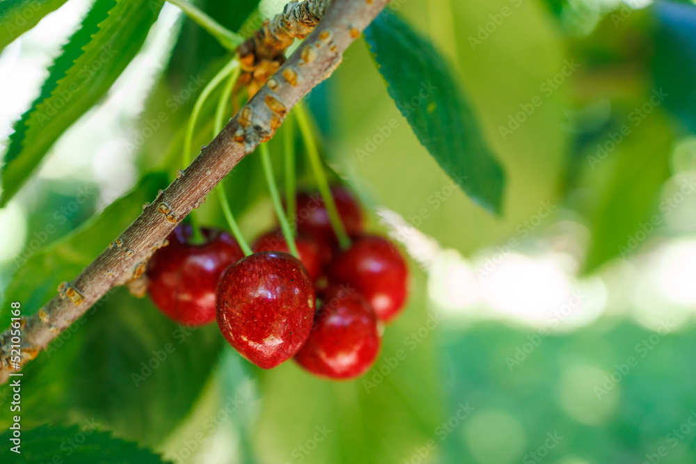 bunch of tasty cherries on branch ready for harvest with copy to right. bunch of tasty cherries on branch ready for harvest with copy to right.