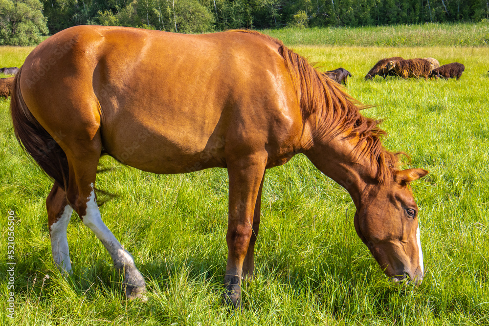 Obraz premium A horse eats grass in a meadow in summer among the trees.