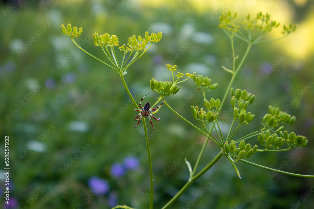 A spider on a web in the forest in summer A spider on a web in the forest in summer
