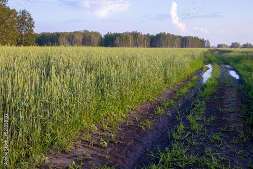 Wheat field in summer, forest in the background. At sunset.