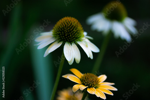 Helianthus schweinitzii yellow flowers on dark green background macro photo. Beautiful sunflowers in summer garden park. Perennial wildflower is a native herbaceous in the aster family Floral postcard