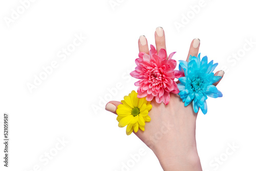 Woman hand and yellow, blue, pink flowers isolated on white background. Summer and spring concept. Fashion design and manicure. Top view and copy space. Mock up mother day photo