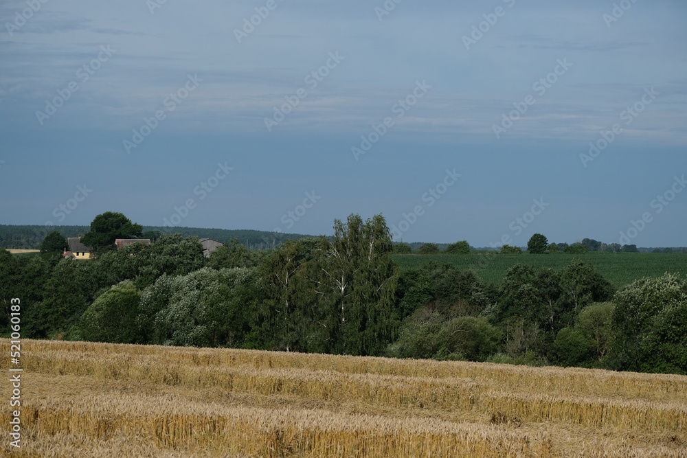 wheat field, valley with bushes and trees, wheat field, valley with bushes and trees,
