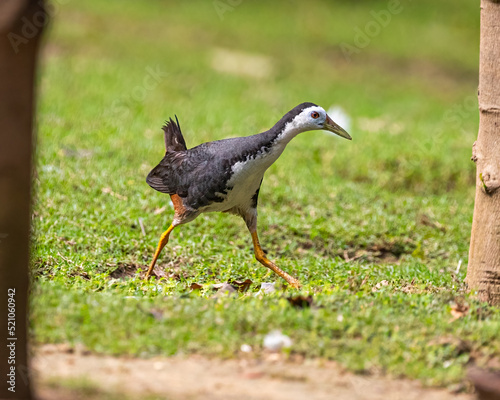 Foto A White Chested water hen moving