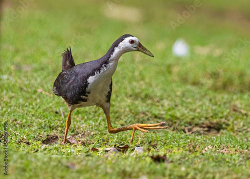 Foto A White Chested water hen strolling on a ground