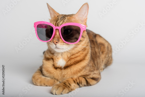 Portrait of a Bengal cat in colored sunglasses on a background