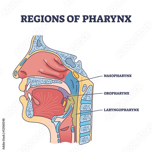 Regions of pharynx and throat parts division from cavity side view outline diagram. Labeled educational scheme with nasopharynx, oropharynx and laryngopharynx location anatomy vector illustration.