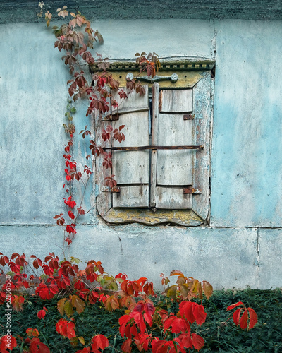 The blue wall of an old house with an old wooden window covered with red ivy. At the bottom of the red ivy