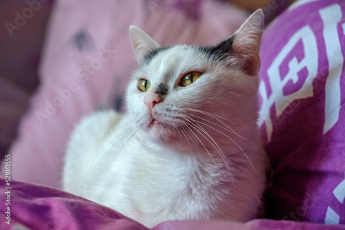 White fluffy cat lies on purple pillows