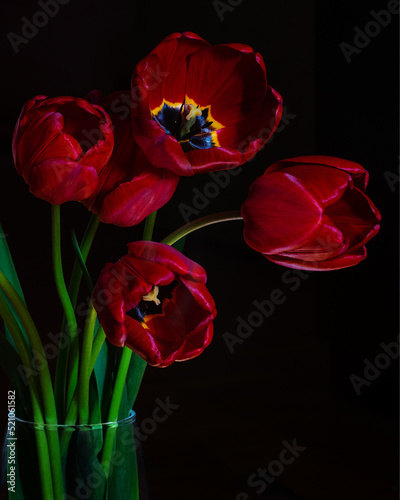 Still life, Red tulips on black background stand in a vase. Shot in the dark in a low key