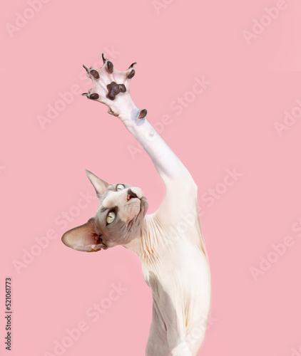 Fototapeta Naklejka Na Ścianę i Meble -  Portrait funny sphynx cat high-five. Isolated on pink pastel background