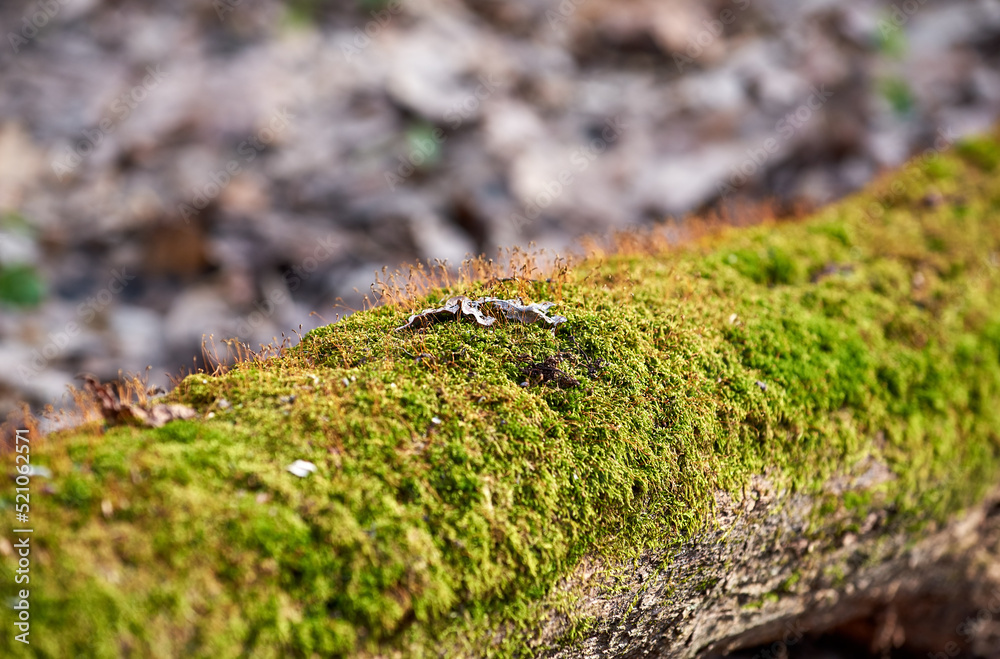 Close-up of green moss growing on the bark of old growth tree. Mosses and lichens Close-up of green moss growing on the bark of old growth tree. Mosses and lichens