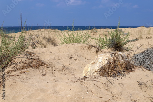 Fototapeta Naklejka Na Ścianę i Meble -  Sand dune on the shores of the Mediterranean Sea in northern Israel.