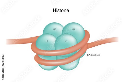 Histone proteins (H2A, H2B, H3, and H4) core. Nucleosome. DNA double helix. photo
