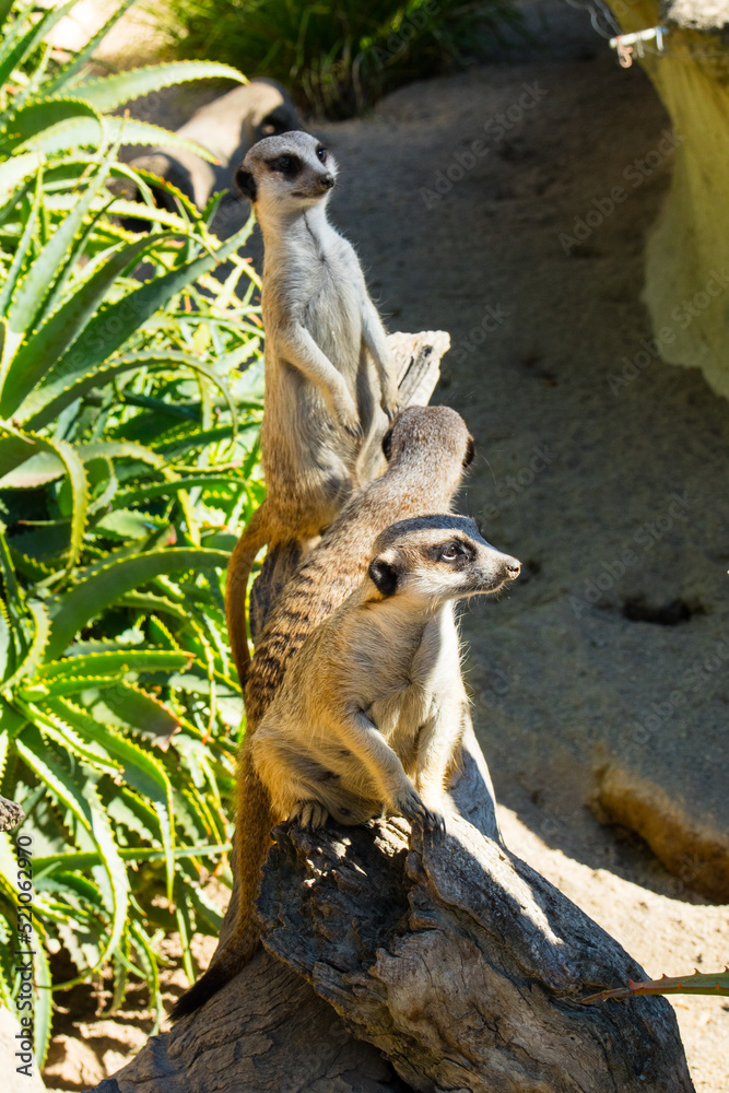 Suricato ou suricata, mamifero encontrado em zoo pelo mundo. Pode ser encontrada na África do Suricato ou suricata, mamifero encontrado em zoo pelo mundo. Pode ser encontrada na África do