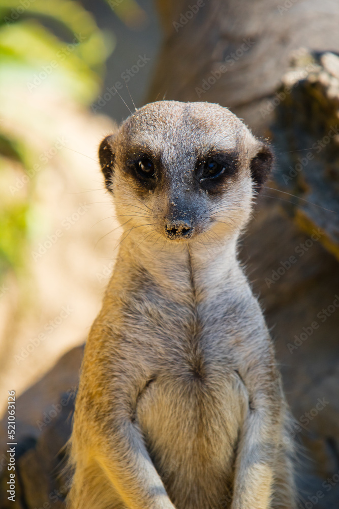 Suricato ou suricata, mamifero encontrado em zoo pelo mundo. Pode ser encontrada na África do Sul, Botsuana, Namíbia e Angola Suricato ou suricata, mamifero encontrado em zoo pelo mundo. Pode ser encontrada na África do Sul, Botsuana, Namíbia e Angola