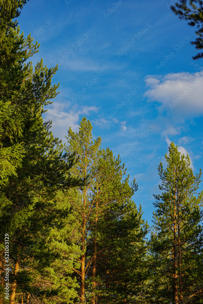 forest in spring forest in spring