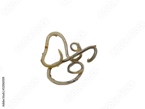parasitic roundworm photo