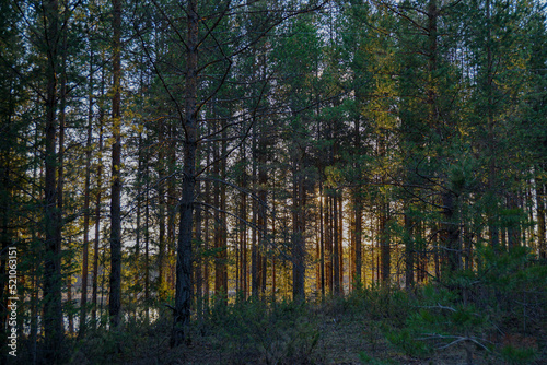 trees in the forest © Алексей Рязанов
