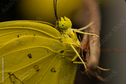 Photography grass yellow butterfly