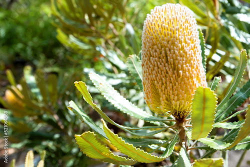 Banksia serrata, saw banksia called also old man banksia. Tree with fruits and spines