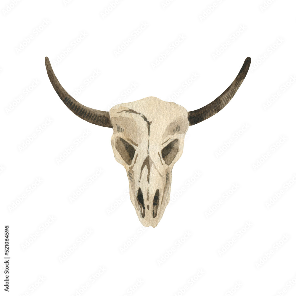 Fototapeta premium Skull bull. Watercolor hand-drawn illustration. Isolated object on a white background. Perfect for your design.