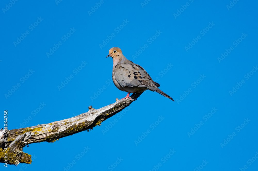 Mourning Dove, Zenaida macroura, perched on a branch in the sunlight with blue sky Mourning Dove, Zenaida macroura, perched on a branch in the sunlight with blue sky