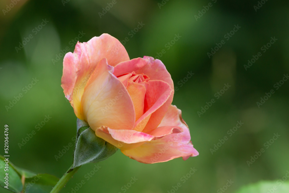 Tea rose bud Tea rose bud