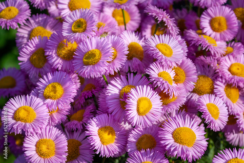 Background with pink asters. Pink daisies. Aster alpinus, perennial. Floral background