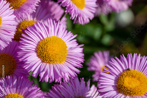 Pink asters close up. Pink daisies. Aster alpinus, perennial. Floral background © Klever_ok