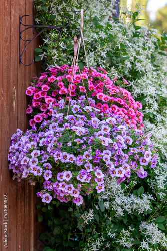 A gorgeous calibrachoa bushs in a hanging baskets. Pots of bright calibrachoa flowers hanging on a wooden wall, vertical. Flower pots in a hanging pot on the garden.