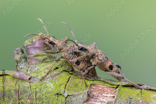 a longhorn beetle - Rhagium mordax photo