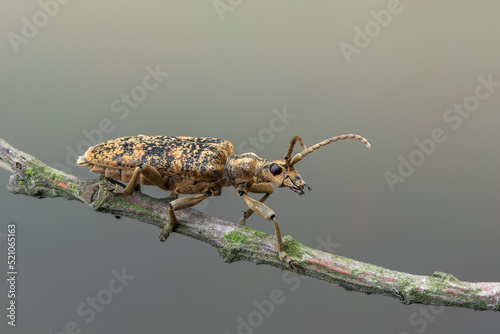 Obraz na plátne a longhorn beetle - Rhagium sycophanta