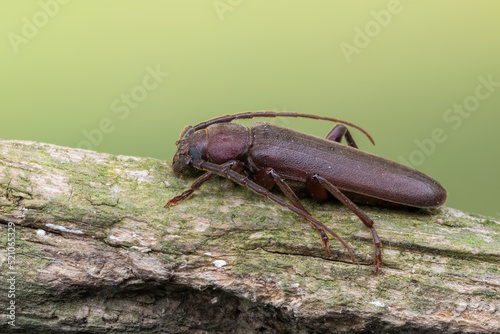 a longhorn beetle - Arhopalus rusticus
