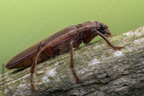 a longhorn beetle - Arhopalus rusticus photo