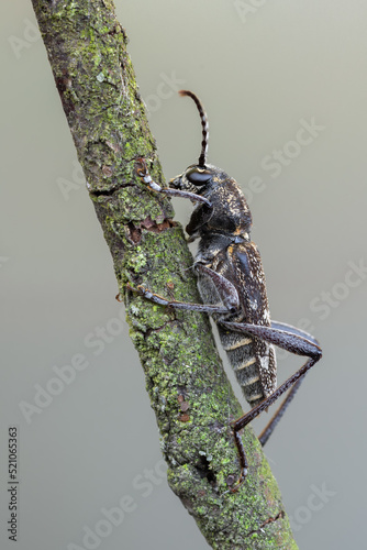 a longhorn beetle - Xylotrechus rusticus photo