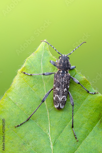 a longhorn beetle - Xylotrechus rusticus photo