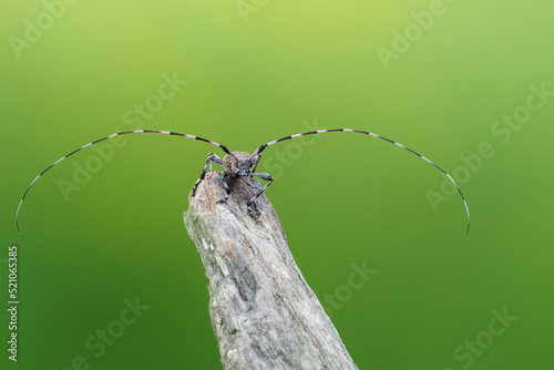 a longhorn beetle - Acanthocinus griseus © Marek R. Swadzba