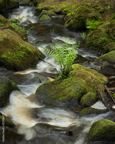 Ferns in Wyming Brook, near Sheffield in Yorkshire, United Kingdom photo