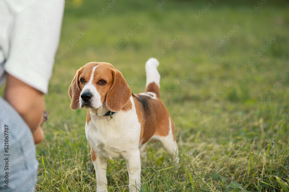 Happy dog standing on grass