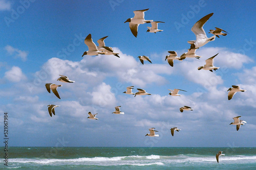 Seagull birds at Miami Beach, Florida