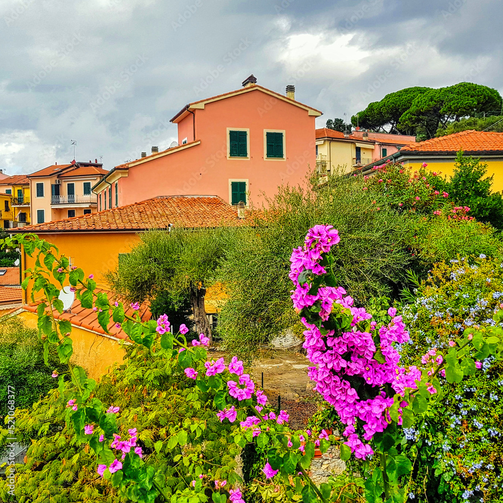 Bougainvillea flowers with colorful architecture of small fishing village in background - Tellaro, Cinque Terre, Liguria, Italy