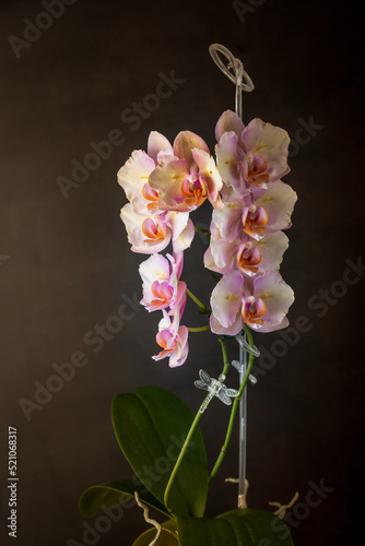 Blooming pink yellow orange peloric orchid flower on dark brown background with copy space. Phalaenopsis Legato. photo