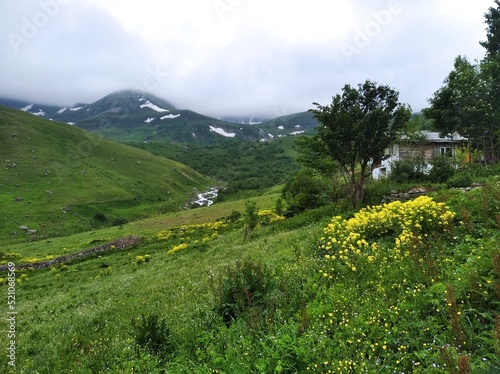 meadow in the mountains