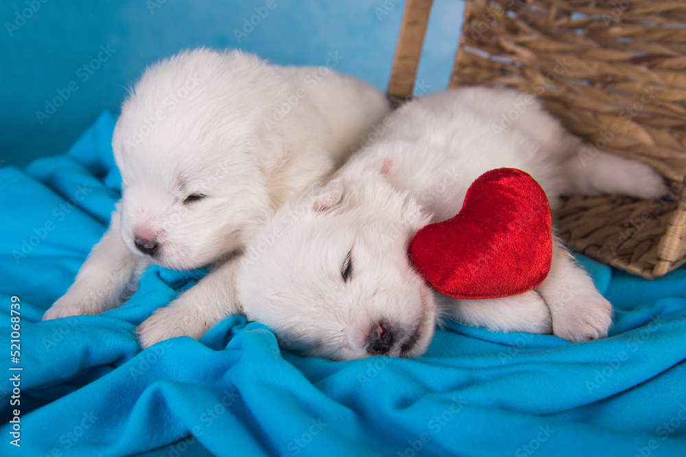 Two White fluffy small Samoyed puppies dogs are on blue Two White fluffy small Samoyed puppies dogs are on blue
