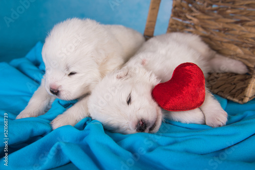 Two White fluffy small Samoyed puppies dogs are on blue