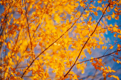 Autumn time - soft focus effect