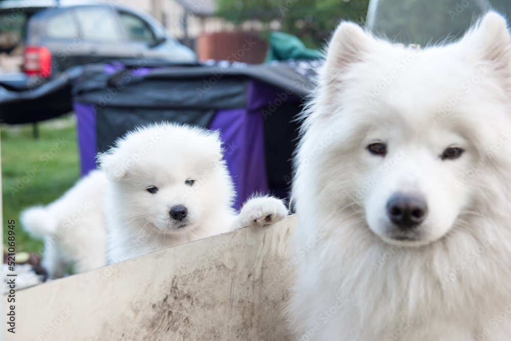 Two White fluffy Samoyed puppies peeking out from the fence