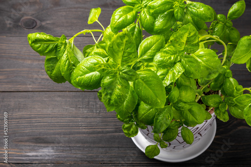 young basil plants in a ceramic pot