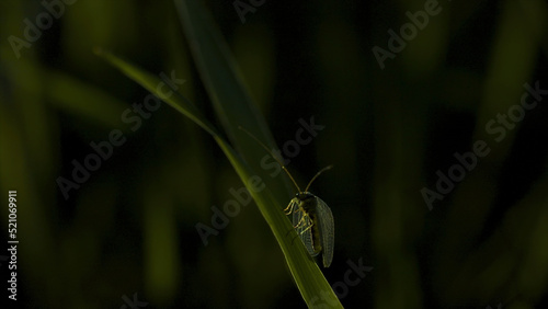 Close-up of insect with wings in green grass. Creative. Small delicate insect is sitting on grass. Macro world in green grass